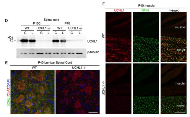 UCHL1 antibody | knockout validation | ProteinTech 14730-1-AP figure 1