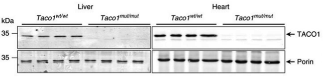 TACO1 antibody | knockout validation | Proteintech 21147-1-AP figure 1