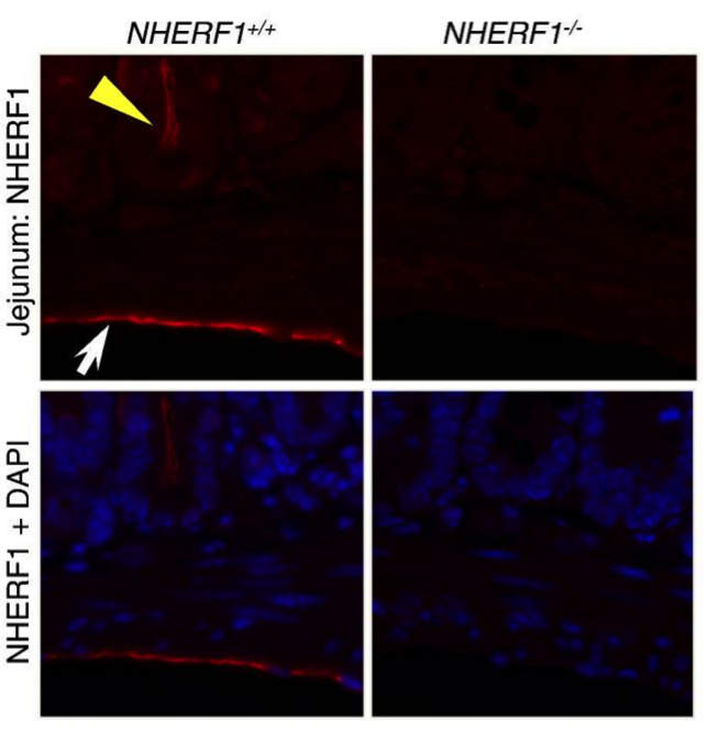 NHERF1 antibody | knockout validation | ThermoFisher Scientific PA1-090 figure 1
