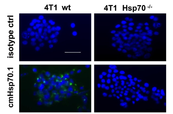 Hsp70-FITC antibody | knockout validation | multimmune cmHsp70.1 figure 1