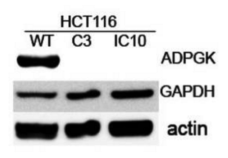 ADPGK antibody | knockout validation | Abnova H00083440-M01 figure 1