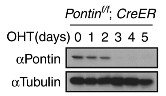 Pontin antibody | knockout validation | Sigma-Aldrich SAB4200194 figure 1