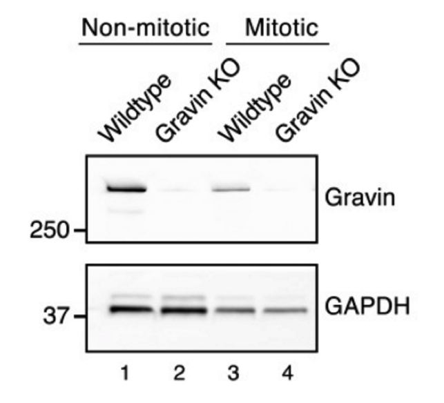 Gravin antibody | knockout validation | Sigma-Aldrich G3795 figure 1