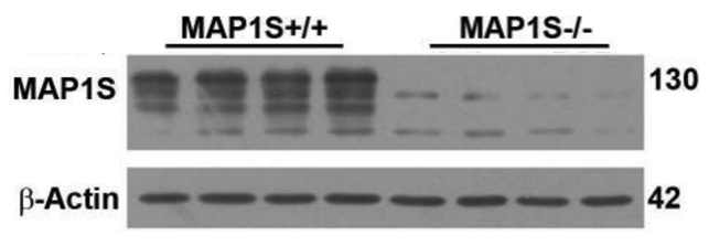 MAP1S antibody | knockout validation | Precision Antibody AG10006 figure 1