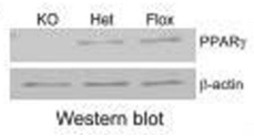 PPARgamma antibody | knockout validation | Santa Cruz Biotechnology sc-7273 figure 1