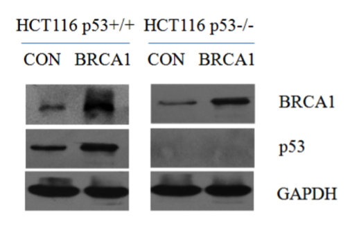 Mutant p53 antibody | knockout validation | Abcam ab32049 figure 1