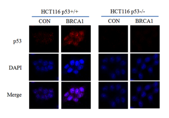 Mutant p53 antibody | knockout validation | Abcam ab32049 figure 2