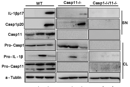 Caspase-1 antibody | knockout validation | Adipogen AG-20B-0042 figure 1