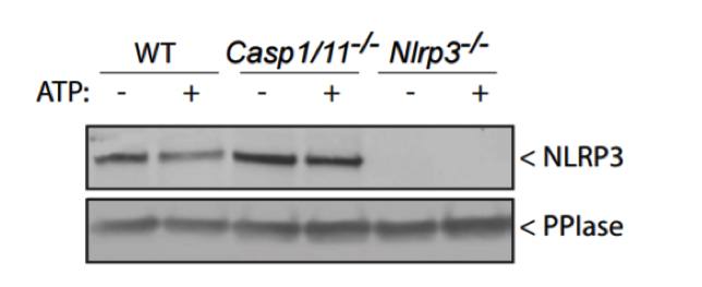 NLRP3/NALP3 antibody | knockout validation | Adipogen AG-20B-0014 figure 1