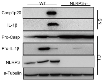 NLRP3/NALP3 antibody | knockout validation | Adipogen AG-20B-0014 figure 2