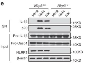 NLRP3/NALP3 antibody | knockout validation | Adipogen AG-20B-0014 figure 3