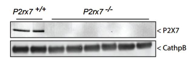 P2X7 Receptor antibody | knockout validation | Alomone APR-004 figure 1