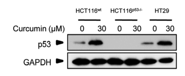 p53 antibody | knockout validation | Millipore 05-224 figure 1