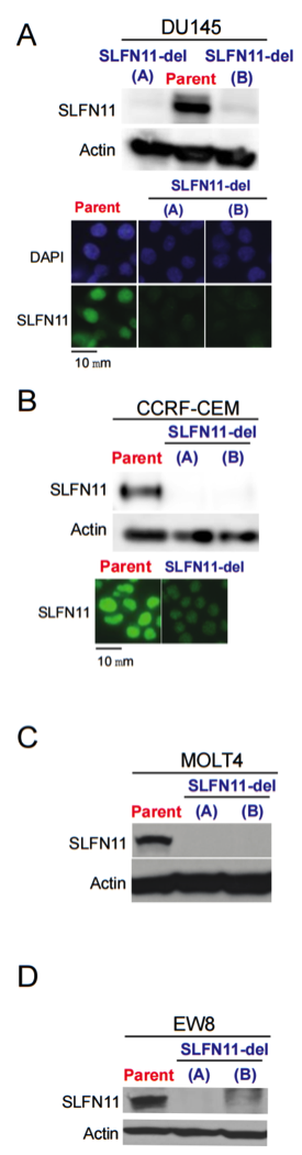 Slfn11 antibody | knockout validation | Santa Cruz Biotechnology sc-374339 figure 1