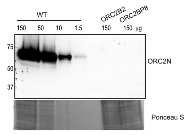 ORC2 antibody | knockout validation | Santa Cruz sc-32734 figure 1