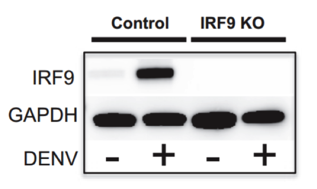 ISGF3γ antibody | knockout validation | BD Biosciences 610285 figure 1