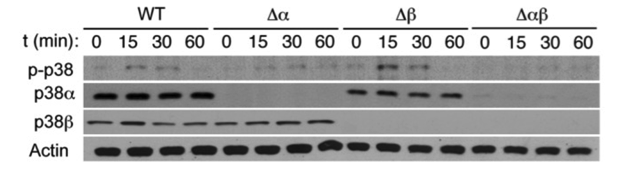 p38 MAPK beta antibody | knockout validation | Life Technologies 33-8700 figure 1