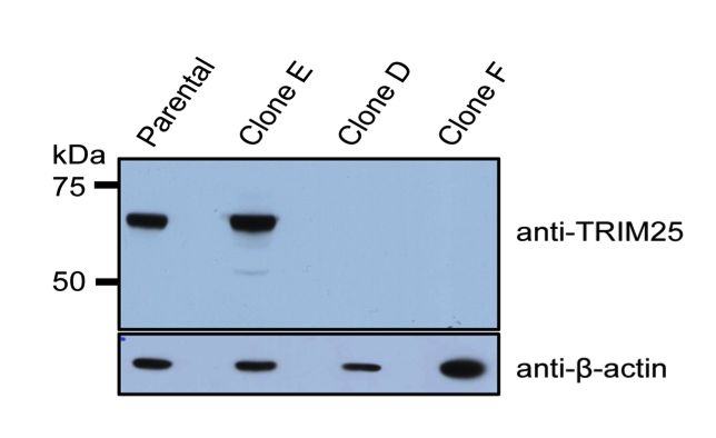 EFP antibody | knockout validation | BD Biosciences 610570 figure 1