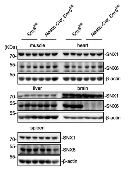 CD24 antibody | knockout validation | Santa Cruz sc-19651 figure 1