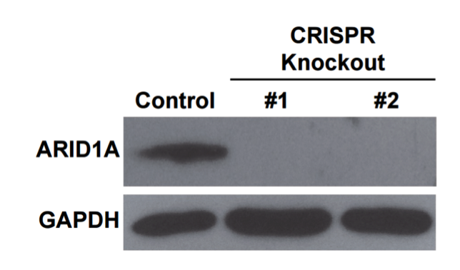 ARID1A/BAF250A antibody | knockout validation | Cell Signaling 12354 figure 1