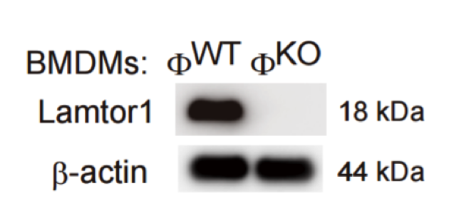LAMTOR1/C11orf59 antibody | knockout validation | Cell Signaling 8975 figure 1