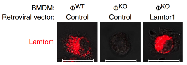 LAMTOR1/C11orf59 antibody | knockout validation | Cell Signaling 8975 figure 2