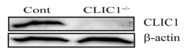 CLIC1 antibody | knockout validation | Santa Cruz sc-81873 figure 1