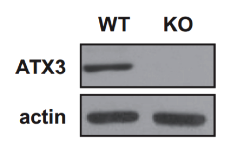 Spinocerebellar Ataxia Type 3 antibody | knockout validation | Millipore MAB5360 figure 1