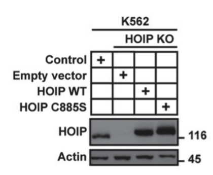RNF31 antibody | knockout validation | Aviva Systems Biology ARP43241_P050 figure 1