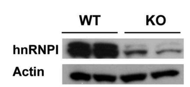 PTBP1 antibody | knockout validation | Life Technologies 324800 figure 1