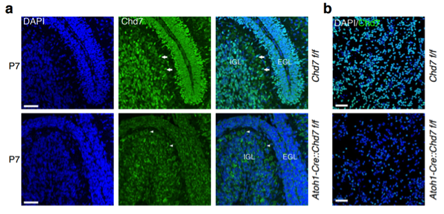 CHD7 antibody | knockout validation | Cell Signaling 6505 figure 2