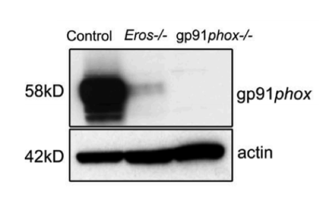 gp91-phox antibody | knockout validation | Santa Cruz sc-130543 figure 1
