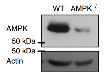 AMPKα antibody | knockout examination | Cell Signaling 2603S figure 1