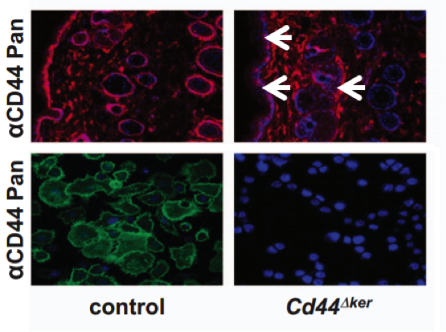 CD44 antibody | knockout validation | BD Biosciences 553131 figure 1