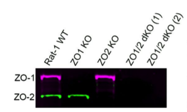ZO-1 antibody | knockout validation | ThermoFisher 33-9100 figure 1