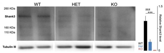 Shank3 antibody | knockout validation | NeuroMab 73-109 figure 1