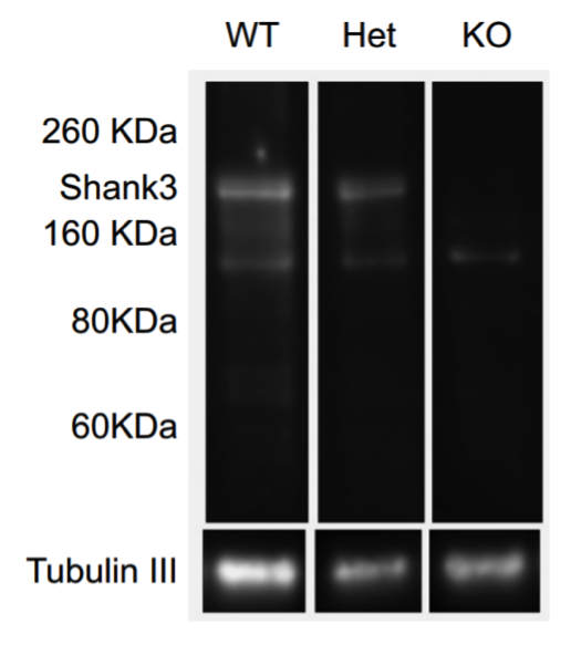 Shank3 antibody | knockout validation | NeuroMab 73-344 figure 1