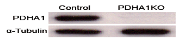 Pyruvate Dehydrogenase antibody | knockout validation | Cell Signaling 3205 figure 1