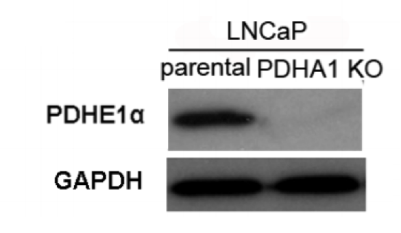 Pyruvate Dehydrogenase E1-alpha subunit antibody | knockout validation | Abcam ab110334 figure 1