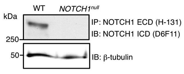 Notch1 antibody | knockout validation | Cell Signaling 4380 figure 1