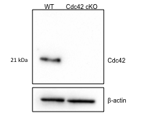 Cdc42 antibody | knockout validation | Cell Signaling 2466 figure 1