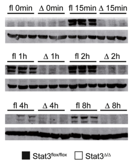 Phospho-Stat3 (Tyr705) antibody | knockout validation | Cell Signaling 9145 figure 1
