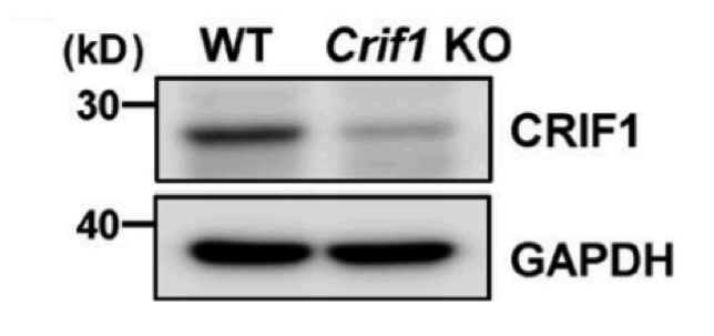 CRIF1 antibody | knockout validation | Santa Cruz sc-374122 figure 1