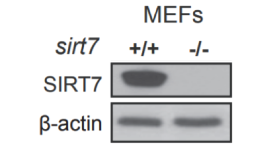 SIRT7 antibody | knockout validation | Santa Cruz sc-365344 figure 1