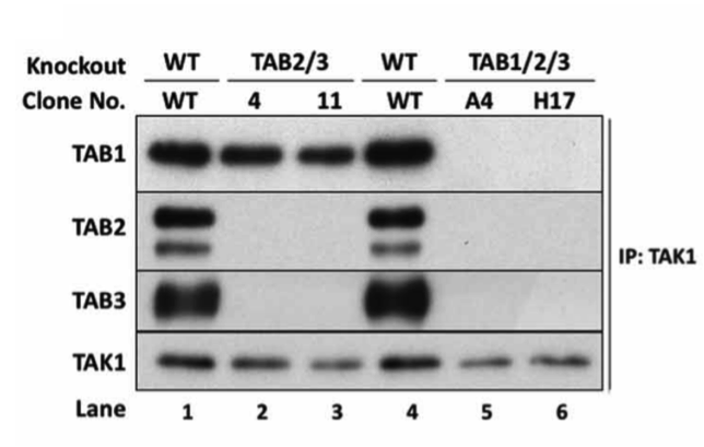 TAB2 antibody | knockout validation | Cell Signaling 3745 figure 1