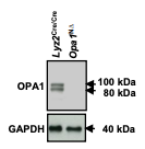 OPA1 antibody | knockout validation | BD Biosciences 612606 figure 1