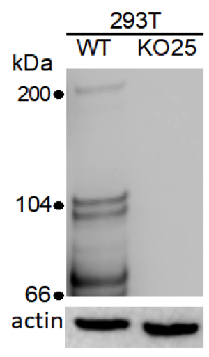 TRPM6 antibody | knockout validation | Santa Cruz sc-365536 figure 1