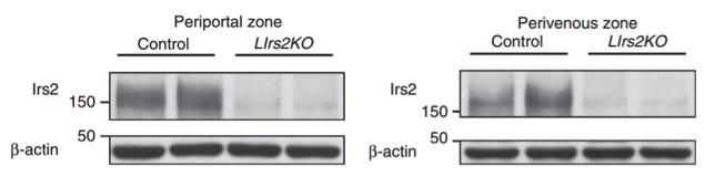 IRS-2 antibody | knockout validation | Millipore MABS15 figure 1