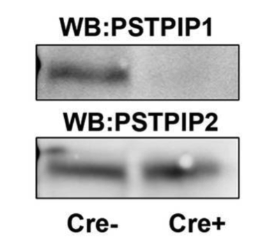 PSTPIP1 antibody | knockout validation | Abnova H00009051-M02 figure 1
