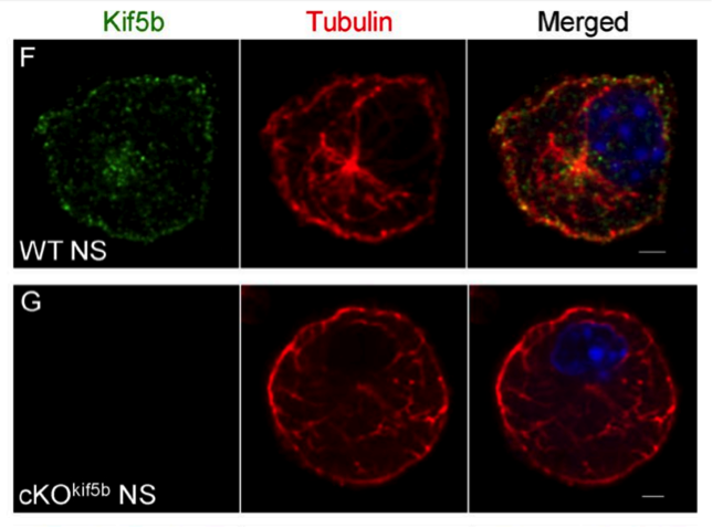 Kif5b antibody | knockout validation | BioLegend 908901 / DSHB SUK 4 figure 1
